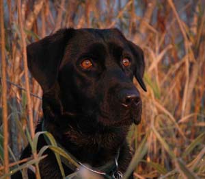 Photograph of Buddy.